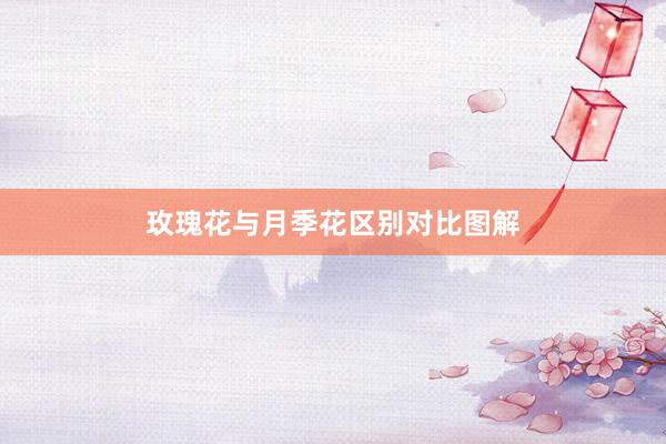 玫瑰花与月季花区别对比图解