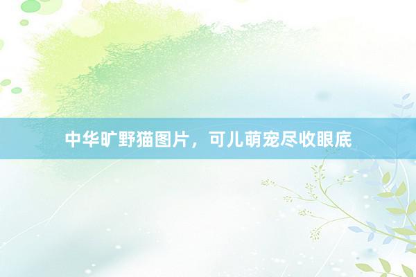 中华旷野猫图片,可儿萌宠尽收眼底